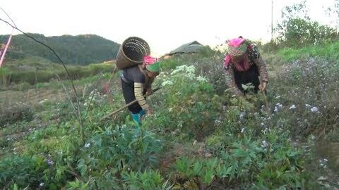 Lai Châu: Đánh thức tiềm năng vùng dược liệu Sìn Hồ