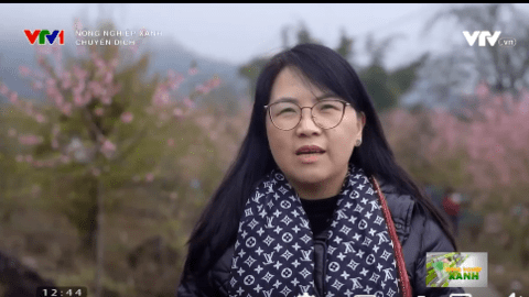 Sâm Lai Châu - Chuyển dịch nông nghiệp xanh