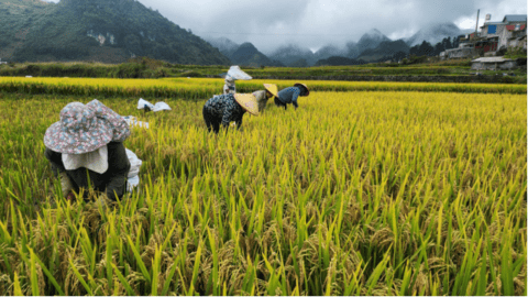 Nông dân xã Sìn Hồ tập trung thu hoạch lúa mùa