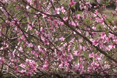 Rực rỡ sắc đào trên cao nguyên Sìn Hồ