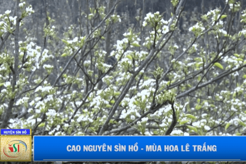 Cao nguyên Sìn Hồ - Mùa hoa lê trắng