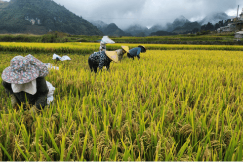 Nông dân xã Sìn Hồ tập trung thu hoạch lúa mùa